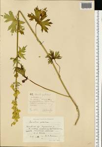 Aconitum lycoctonum subsp. lasiostomum (Rchb.) Warncke, Eastern Europe, Moscow region (E4a) (Russia)