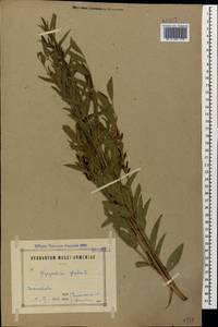 Glycyrrhiza glabra L., Caucasus, Armenia (K5) (Armenia)