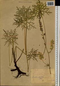 Aconitum barbatum Patrin ex Pers., Siberia, Altai & Sayany Mountains (S2) (Russia)