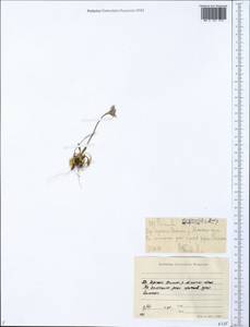 Primula borealis Duby, Siberia, Yakutia (S5) (Russia)