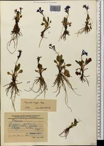 Primula amoena subsp. meyeri (Rupr.) Valentine & Lamond, Caucasus, Stavropol Krai, Karachay-Cherkessia & Kabardino-Balkaria (K1b) (Russia)