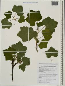 Ribes spicatum, Eastern Europe, Northern region (E1) (Russia)