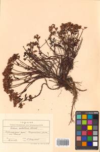 Phedimus sichotensis (Vorosch.) 't Hart, Siberia, Russian Far East (S6) (Russia)