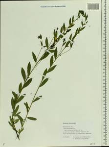 Genista tinctoria L., Eastern Europe, Central forest region (E5) (Russia)