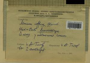 Plagiomnium affine (Blandow ex Funck) T.J. Kop., Bryophytes, Bryophytes - Moscow City & Moscow Oblast (B6a) (Russia)