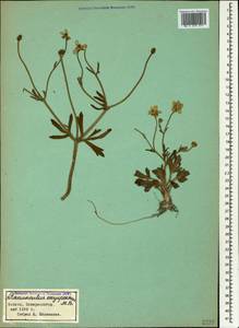 Ranunculus oxyspermus Willd., Caucasus, Black Sea Shore (from Novorossiysk to Adler) (K3) (Russia)