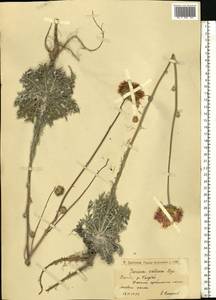 Jurinea cretacea Bunge, Eastern Europe, Lower Volga region (E9) (Russia)