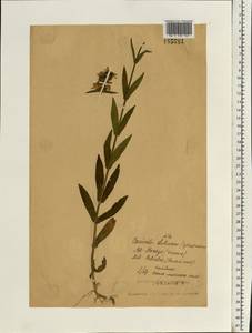 Stachys palustris L., Eastern Europe, Central forest region (E5) (Russia)