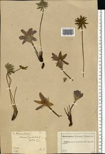 Pulsatilla patens (L.) Mill., Eastern Europe, Central forest-and-steppe region (E6) (Russia)