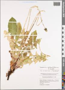 Taraxacum pectinatiforme H. H. Lindb., Eastern Europe, Middle Volga region (E8) (Russia)