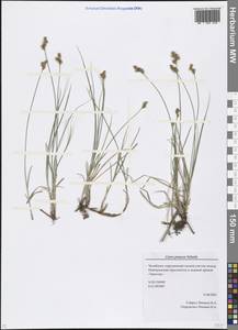 Carex praecox Schreb., Eastern Europe, Eastern region (E10) (Russia)