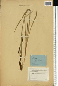 Carex acutiformis Ehrh., Eastern Europe (no precise locality) (E0) (Not classified)