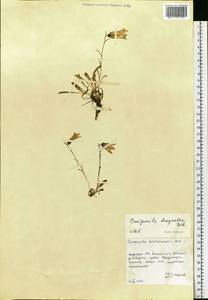 Campanula dasyantha M.Bieb., Siberia, Russian Far East (S6) (Russia)