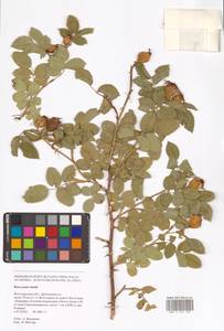 Rosa caesia Sm., Eastern Europe, Lower Volga region (E9) (Russia)