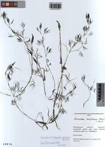 Ranunculus trichophyllus Chaix, Siberia, Altai & Sayany Mountains (S2) (Russia)