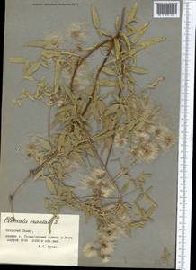 Clematis orientalis L., Middle Asia, Pamir & Pamiro-Alai (M2) (Tajikistan)