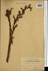 Limodorum abortivum (L.) Sw., Caucasus, Azerbaijan (K6) (Azerbaijan)