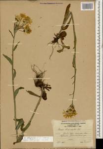 Tephroseris cladobotrys subsp. subfloccosa (Schischk.) Greuter, Caucasus, South Ossetia (K4b) (South Ossetia)