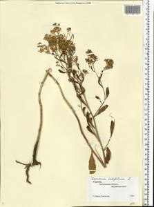 Lepidium latifolium L., Eastern Europe, South Ukrainian region (E12) (Ukraine)