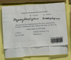Bryoerythrophyllum brachystegium (Besch.) K. Saito, Bryophytes, Bryophytes - Russian Far East (excl. Chukotka & Kamchatka) (B20) (Russia)