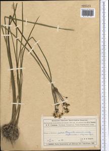 Butomus umbellatus L., Middle Asia, Muyunkumy, Balkhash & Betpak-Dala (M9) (Kazakhstan)