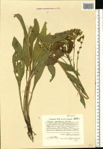 Senecio macrophyllus M. Bieb., Eastern Europe, South Ukrainian region (E12) (Ukraine)