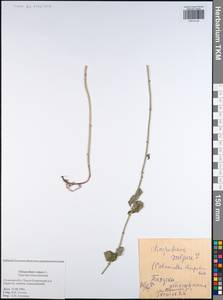 Clinopodium vulgare L., Eastern Europe, Central region (E4) (Russia)