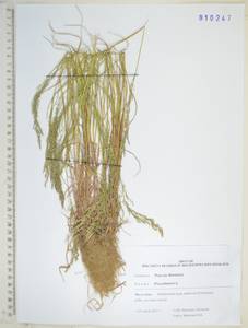 Poa palustris L., Siberia, Russian Far East (S6) (Russia)