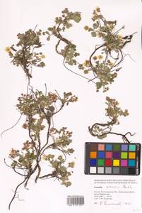 Potentilla cinerea subsp. incana (G. Gaertn., B. Mey. & Scherb.) Asch., Eastern Europe, Lower Volga region (E9) (Russia)