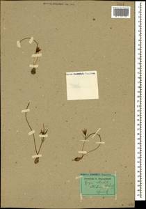 Gagea reticulata (Pall.) Schult. & Schult.f., Caucasus, Georgia (K4) (Georgia)