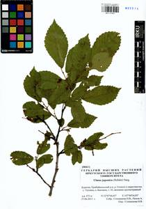 Ulmus davidiana var. japonica (Rehder) Nakai, Siberia, Baikal & Transbaikal region (S4) (Russia)