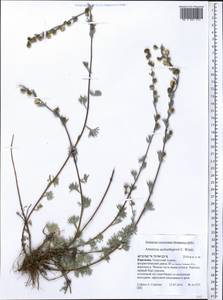 Artemisia aschurbajewii C. Winkl., Middle Asia, Northern & Central Tian Shan (M4) (Kyrgyzstan)