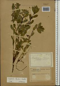 Euphorbia esula subsp. esula, Eastern Europe, Northern region (E1) (Russia)