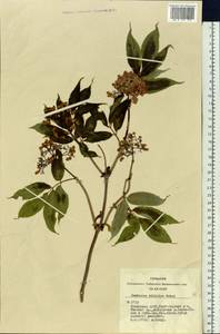 Sambucus sibirica Nakai, Siberia, Altai & Sayany Mountains (S2) (Russia)