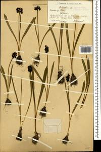 Bellevalia paradoxa (Fisch. & C.A.Mey.) Boiss., Caucasus, Armenia (K5) (Armenia)