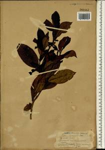Camellia sinensis subsp. sinensis, South Asia, South Asia (Asia outside ex-Soviet states and Mongolia) (ASIA) (Sri Lanka)
