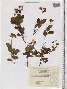 Spiraea betulifolia Pall., Siberia, Russian Far East (S6) (Russia)