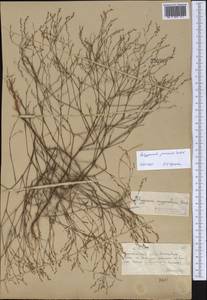 Polygonum arenarium subsp. arenarium, Middle Asia, Muyunkumy, Balkhash & Betpak-Dala (M9) (Kazakhstan)