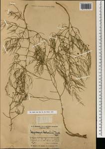 Asparagus dauricus Fisch. ex Link, Mongolia (MONG) (Mongolia)