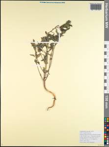 Euphorbia davidii Subils, Caucasus, Black Sea Shore (from Novorossiysk to Adler) (K3) (Russia)