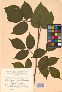 Rubus hirtus Waldst. & Kit., Eastern Europe, West Ukrainian region (E13) (Ukraine)