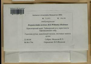 Drepanocladus arcticus (R.S. Williams) Hedenäs, Bryophytes, Bryophytes - Krasnoyarsk Krai, Tyva & Khakassia (B17) (Russia)