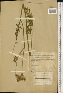 Thysselinum palustre (L.) Hoffm., Eastern Europe, Central region (E4) (Russia)