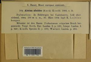 Aloina aloides (W.D.J. Koch ex Schultz) Kindb., Bryophytes, Bryophytes - Western Europe (BEu) (Montenegro)