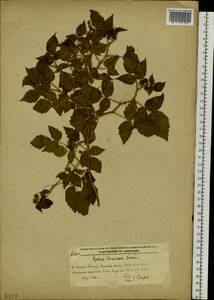 Rubus idaeus subsp. melanolasius Focke, Siberia, Russian Far East (S6) (Russia)