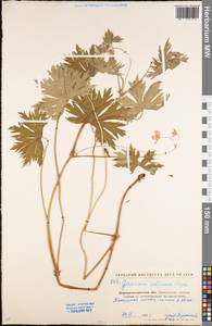 Geranium collinum Stephan ex Willd., Eastern Europe, North Ukrainian region (E11) (Ukraine)
