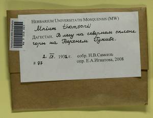 Mnium thomsonii Schimp., Bryophytes, Bryophytes - North Caucasus & Ciscaucasia (B12) (Russia)