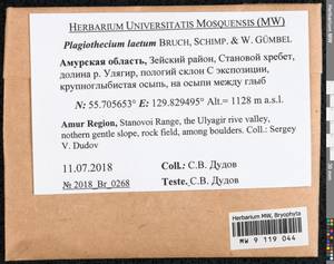 Plagiothecium laetum Schimp., Bryophytes, Bryophytes - Russian Far East (excl. Chukotka & Kamchatka) (B20) (Russia)