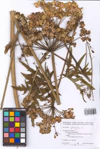 Heracleum sphondylium L., Eastern Europe, Western region (E3) (Russia)