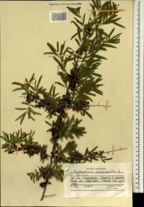 Hippophae rhamnoides, South Asia, South Asia (Asia outside ex-Soviet states and Mongolia) (ASIA) (Afghanistan)